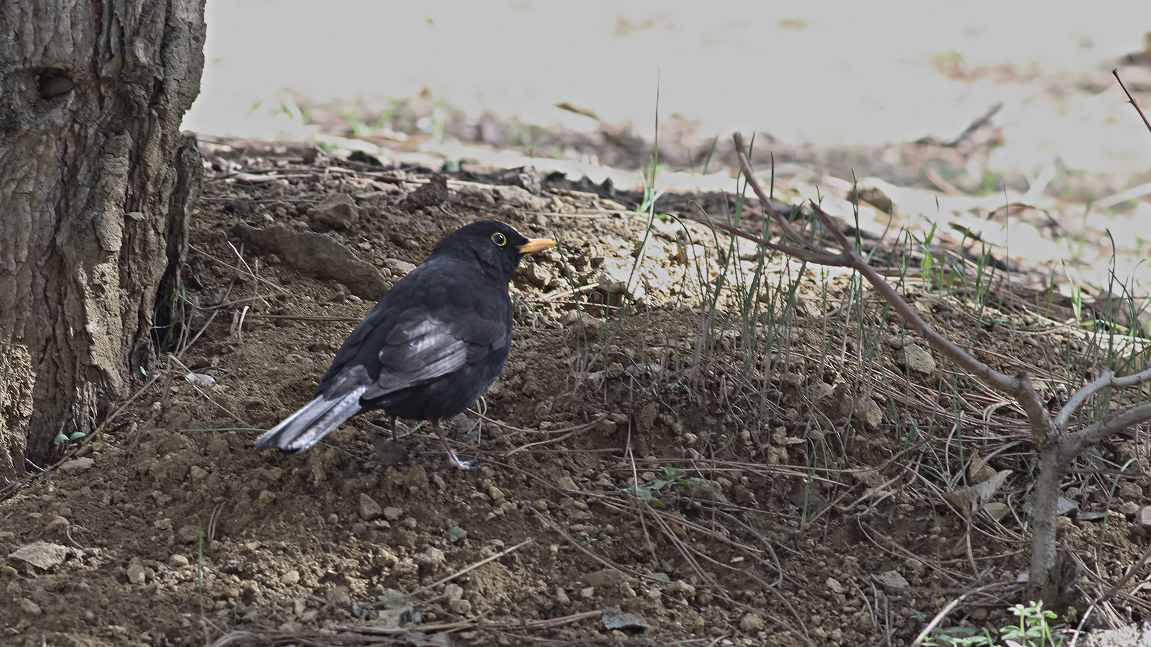 Eurasian Blackbird
